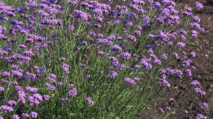 Verbena bonariensis ‘Vanity’, de l’obtenteur Van Hemert & Co.